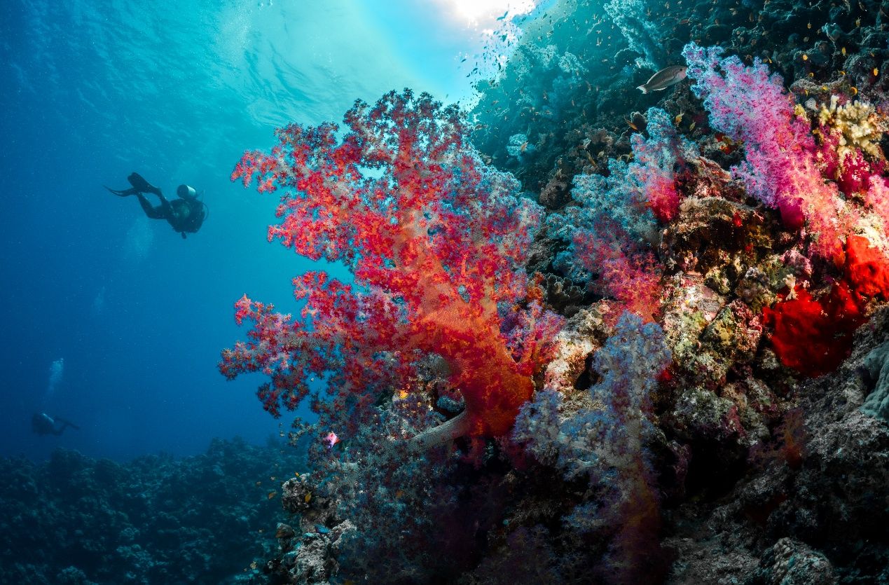 AI守护蔚蓝海域：商汤沙特可持续生态智能平台落地红海